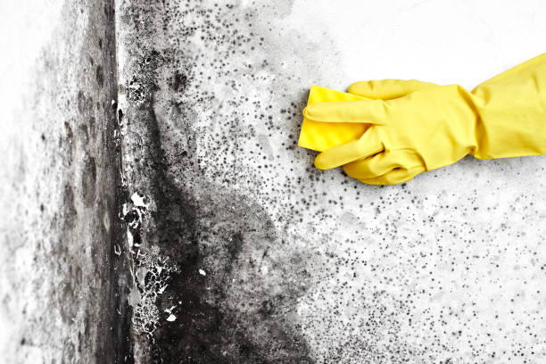 Best Biohazard Mold Removal  in Belvedere Park, GA