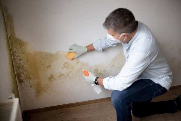 Biohazard Mold Removal in Belvedere Park, GA